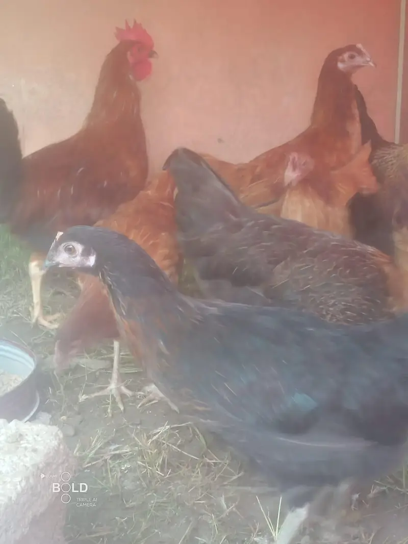Golden Misri breed healthy and beautifu hensl for sale — photo 8
