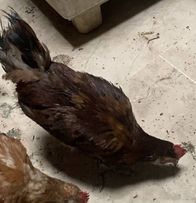 Desi hens