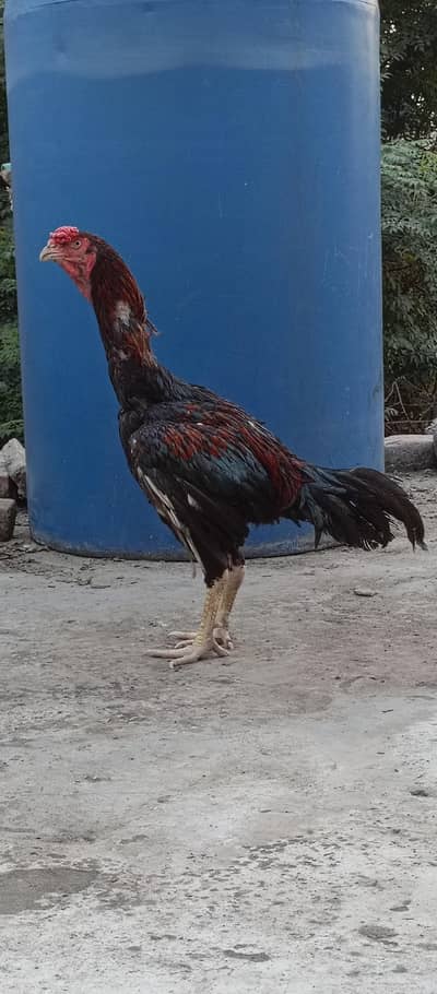 Pakistani aseel for sale
