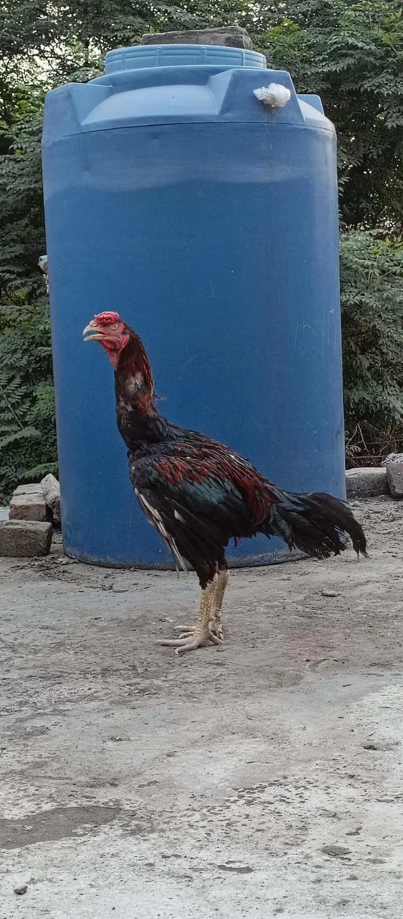 Pakistani aseel for sale — photo 2
