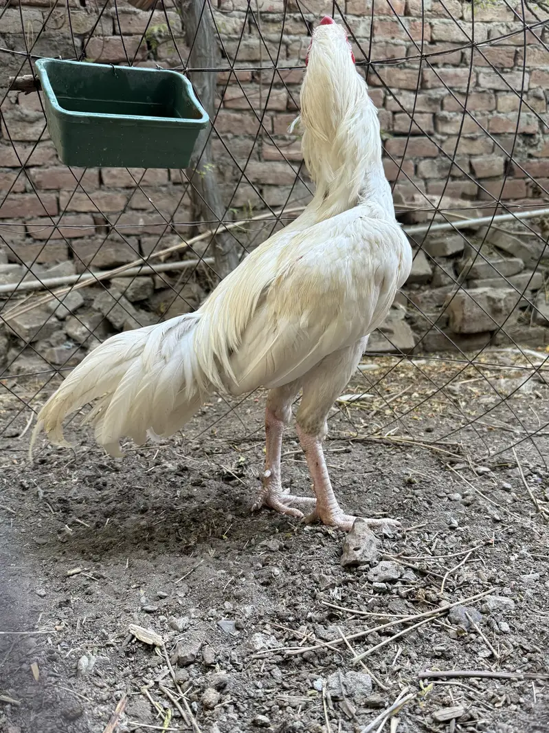 White heera aseel — photo 3