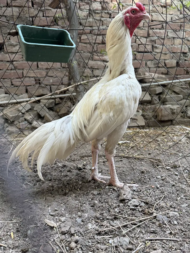 White heera aseel — photo 4