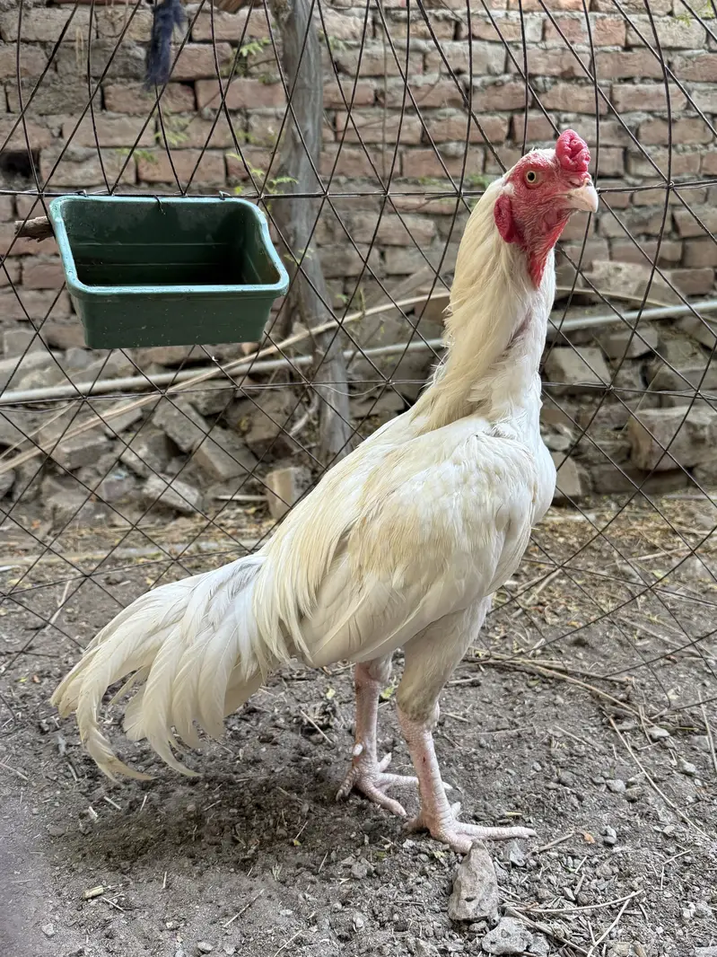White heera aseel — photo 2