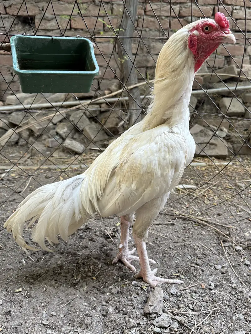 White heera aseel — photo 5
