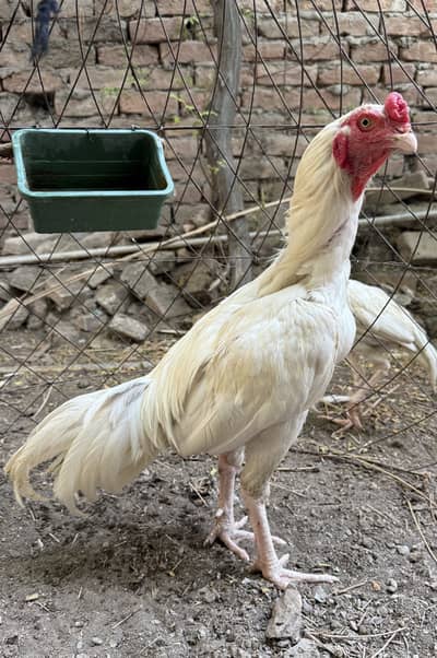 White heera aseel