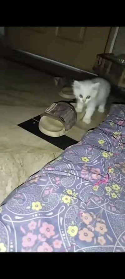 Beautiful persian kittens pair