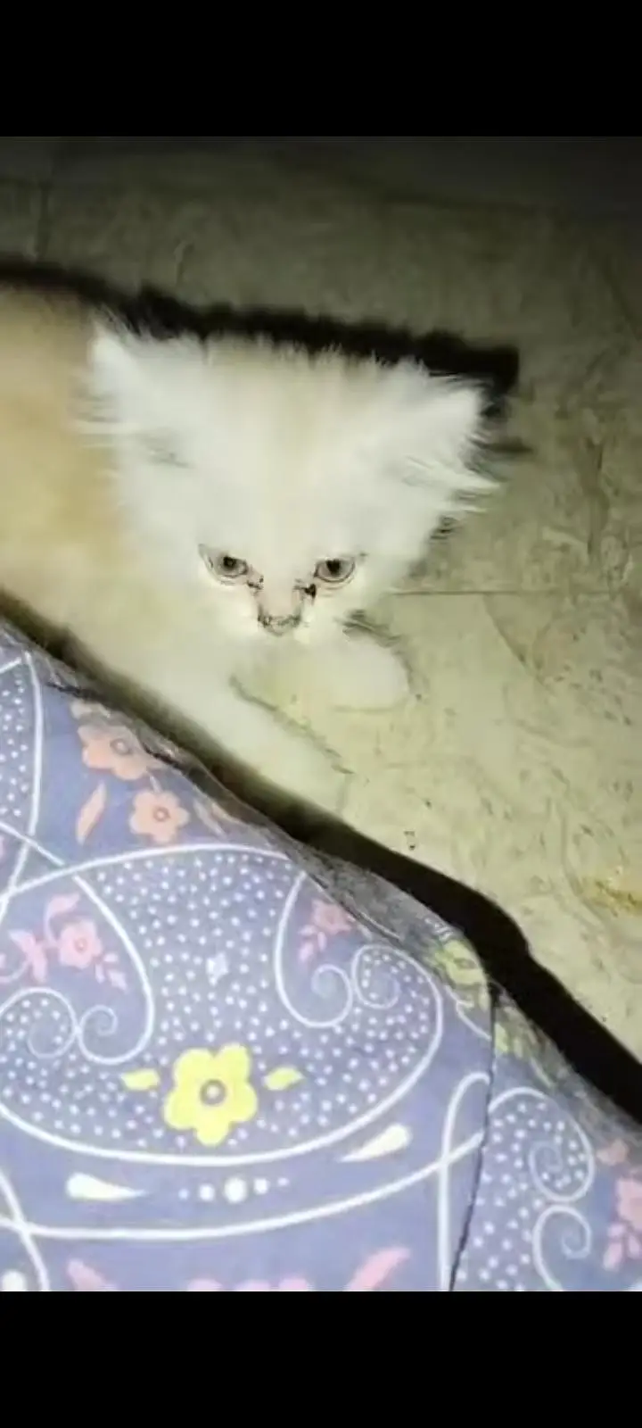 Beautiful persian kittens pair — photo 2