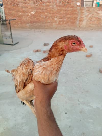 02 Aseel Female and 04 Desi chicks available for sale