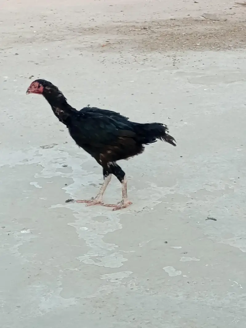 02 Aseel Female and 04 Desi chicks available for sale — photo 2