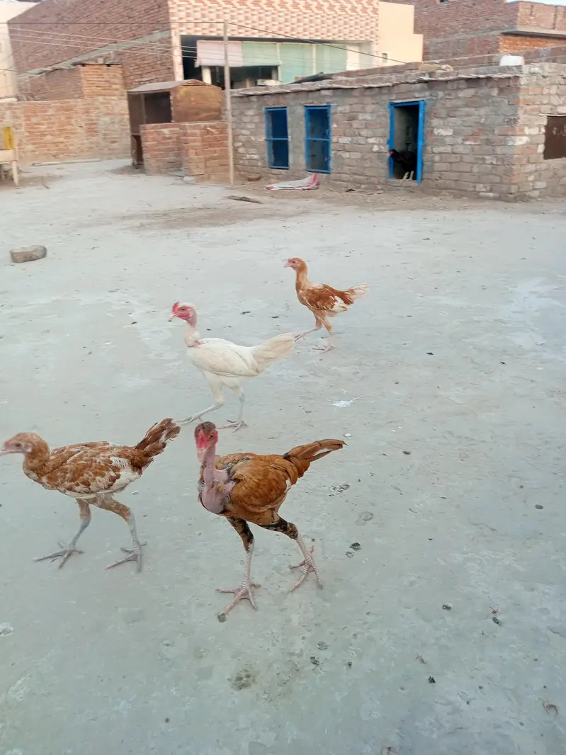 02 Aseel Female and 04 Desi chicks available for sale — photo 3