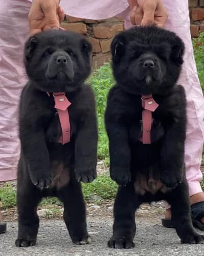 King alabai | alabai puppies pair | alabai dog for sale | Alabai