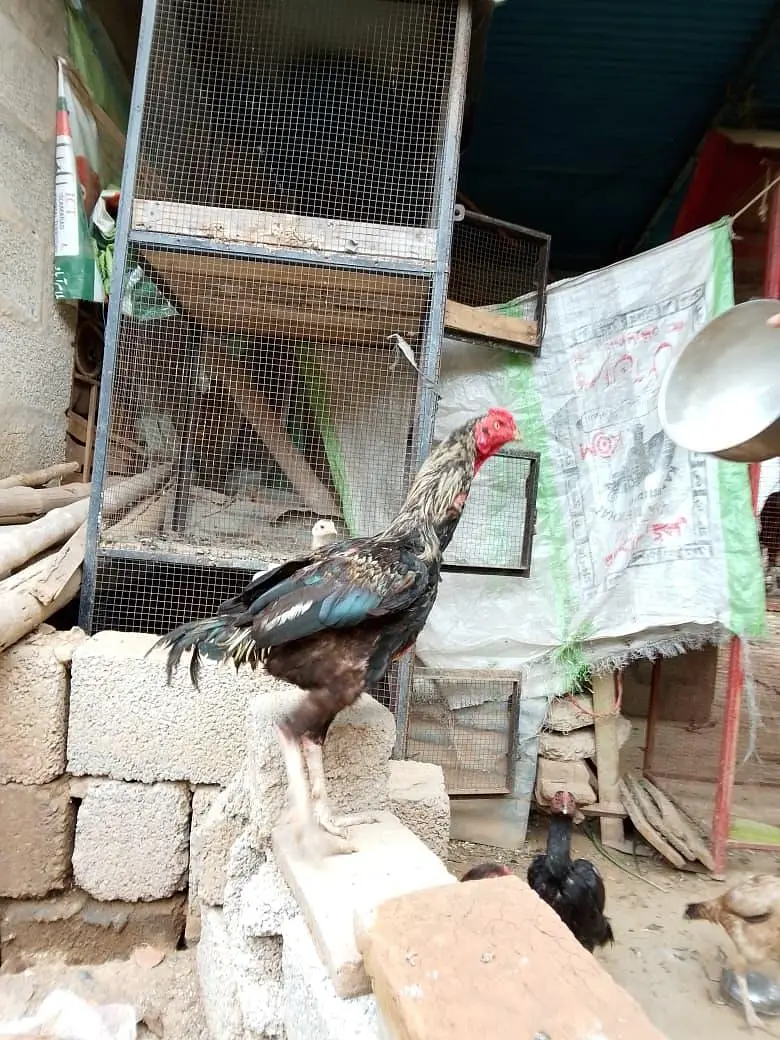 aseel — photo 4