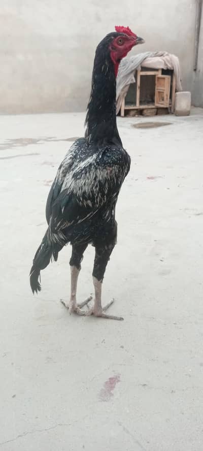 MURGA FOR SALE KALA JAWA PATHA CONTACT 03701213074