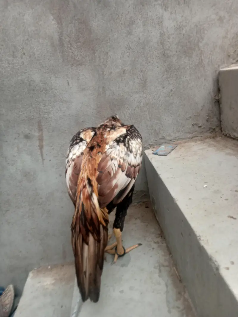 I m salling aseel shajra it's so beautiful — photo 5