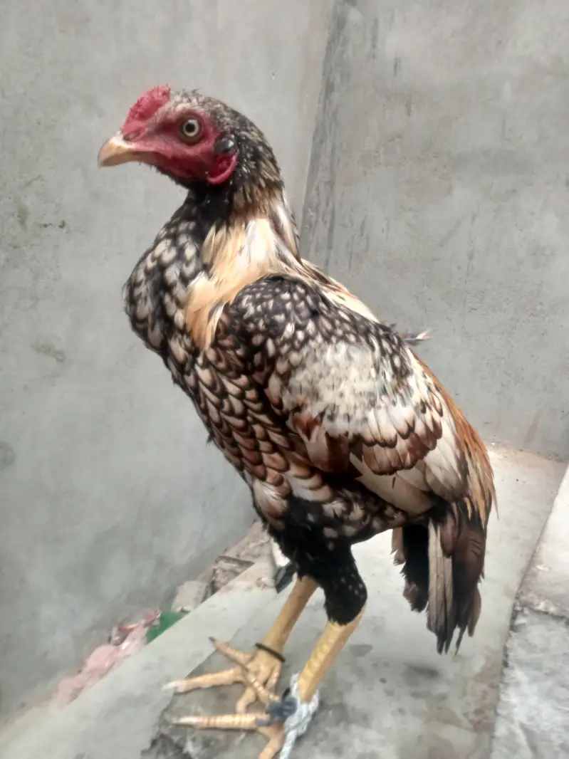 I m salling aseel shajra it's so beautiful — photo 6