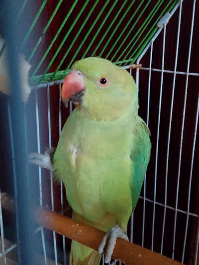 Green female Parrot