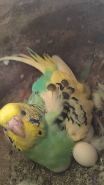 budgies breader pair and cages