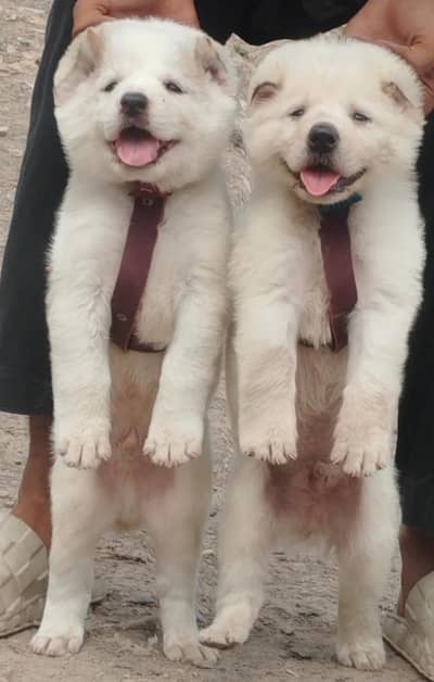 king kurdish kangal  | security puppy | King kurdish kangal pair