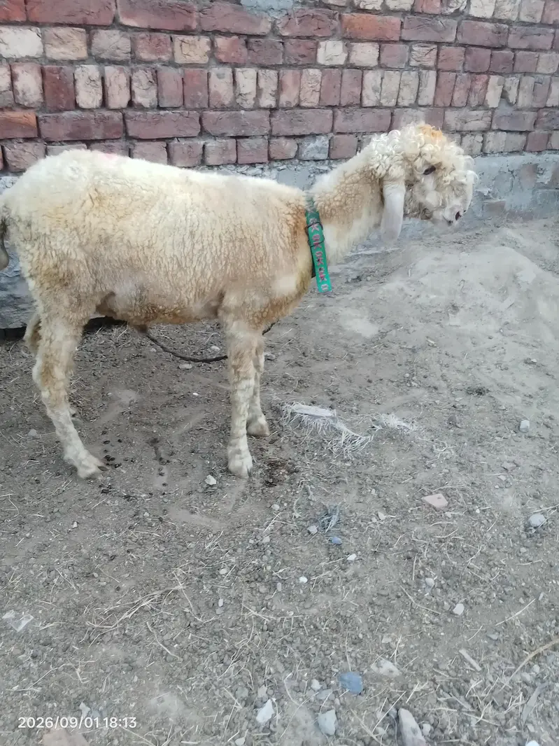 Desi chatra03092497650 — photo 2