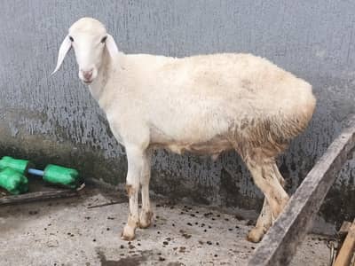 Pink nose Beauty up for sale