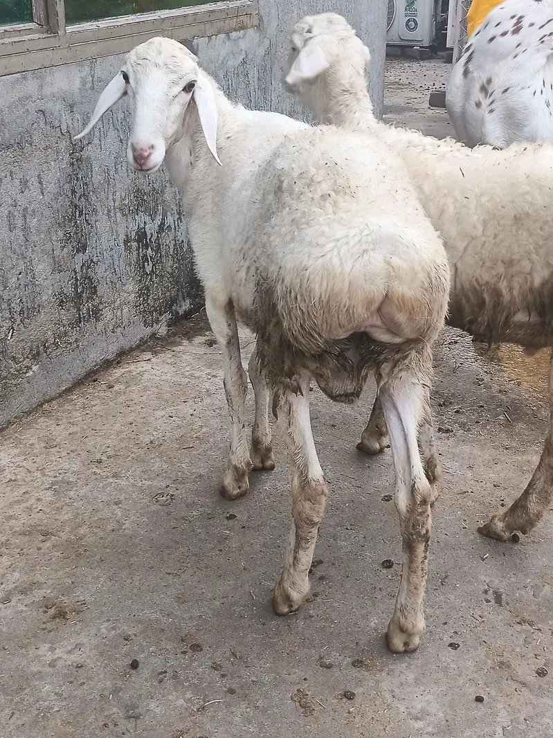 Pink nose Beauty up for sale — photo 3