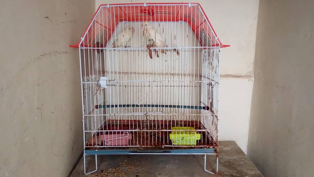 only cage 0