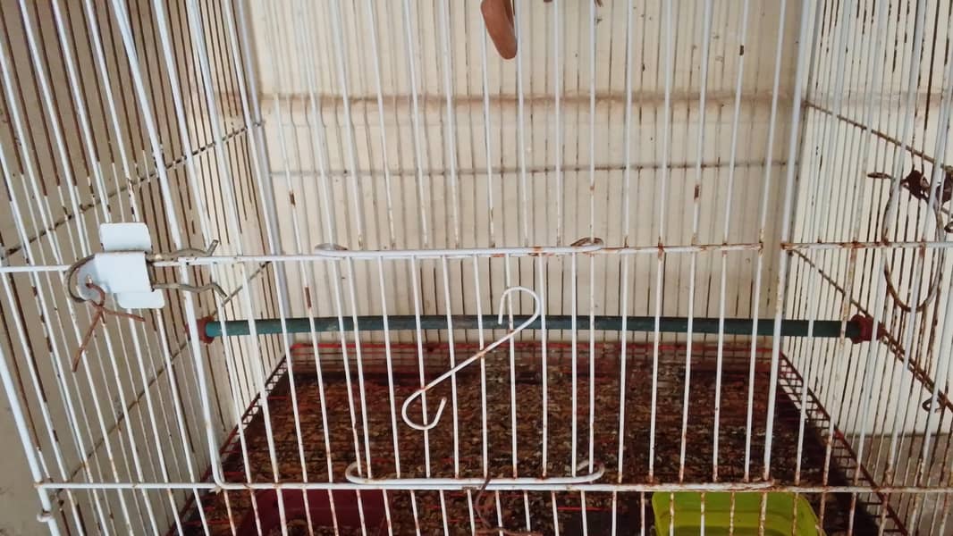 only cage 1