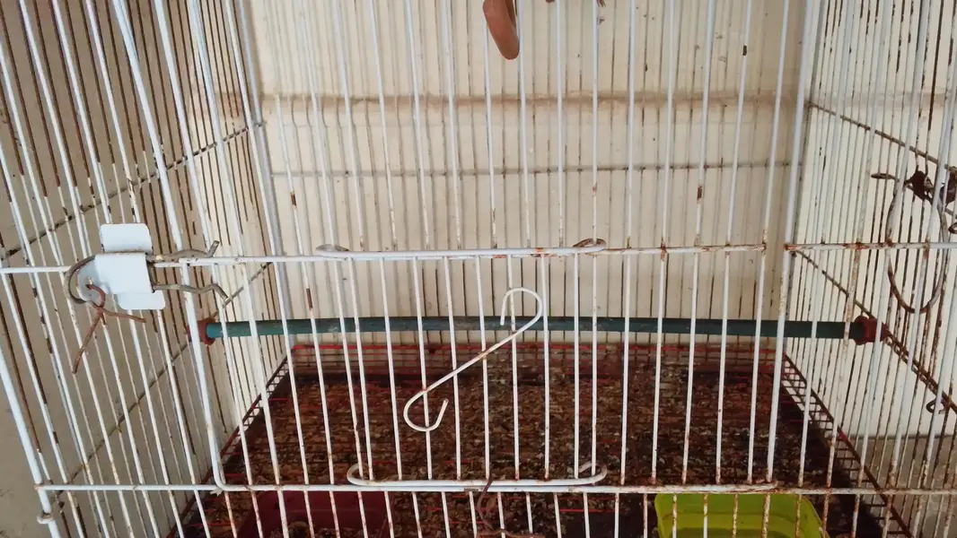 only cage — photo 2