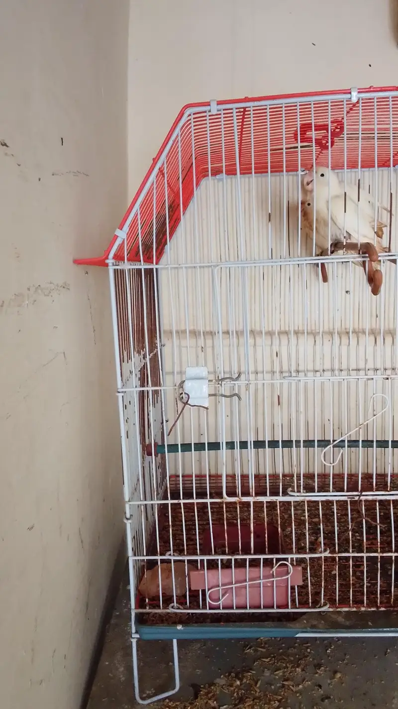 only cage — photo 3