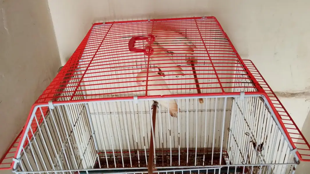 only cage — photo 4