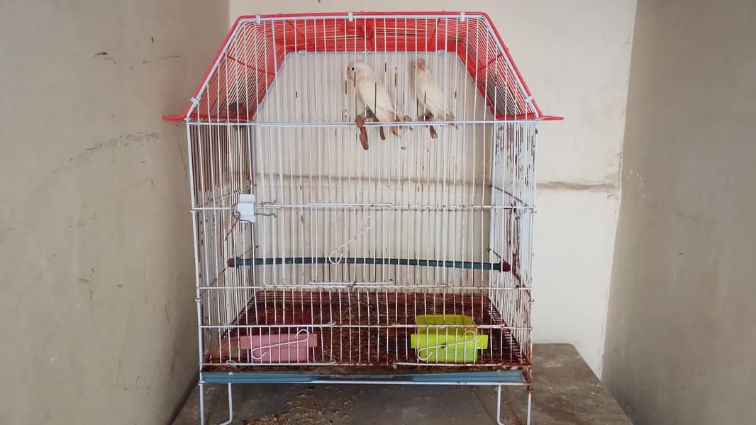 only cage 5