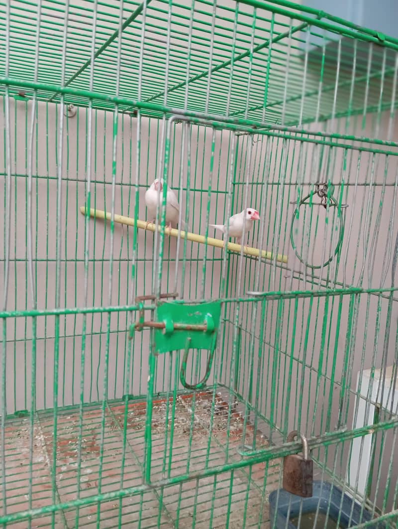 white Doves 2 pair 0