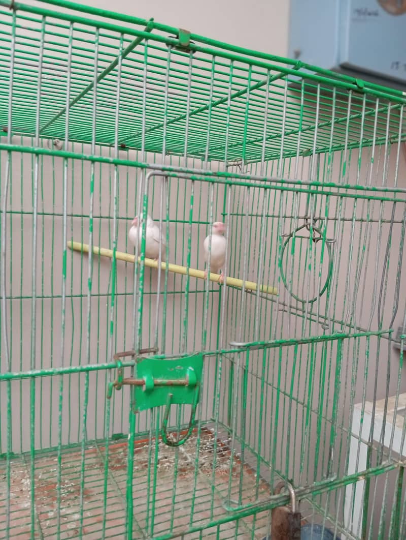 white Doves 2 pair 1