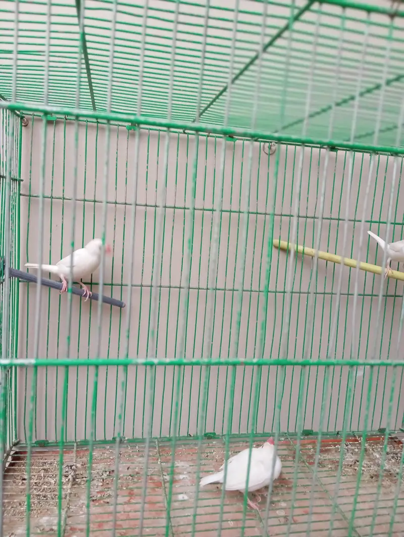 white Doves 2 pair — photo 3