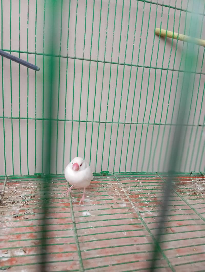 white Doves 2 pair 3