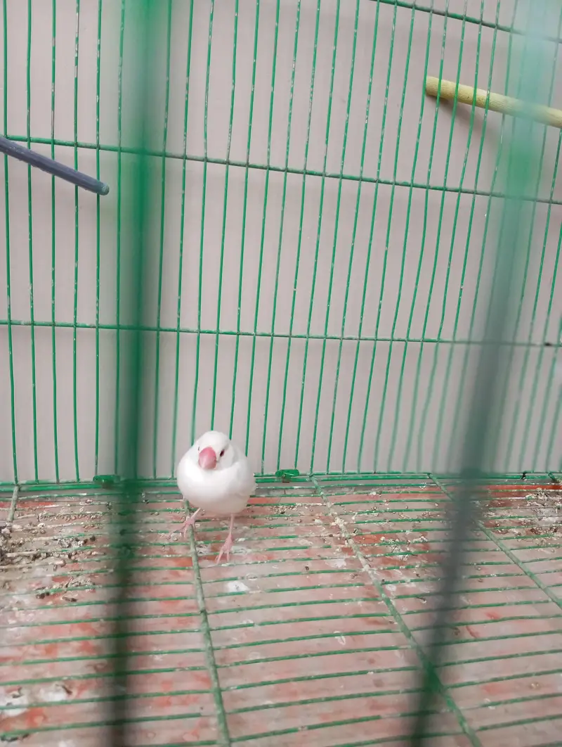 white Doves 2 pair — photo 4