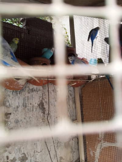 cage with 5 pairs of parrot