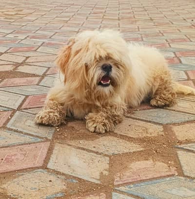 Shih Tzu