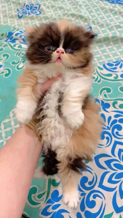 home delivery available Persian punch face cat kitten