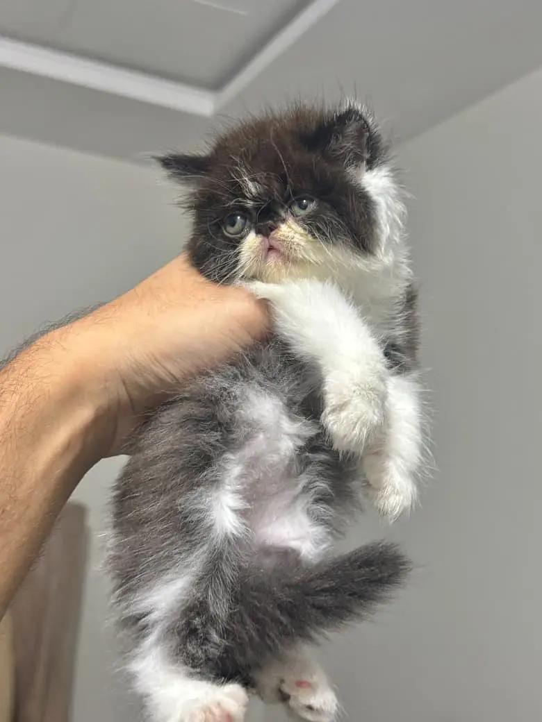home delivery available Persian punch face cat kitten — photo 4