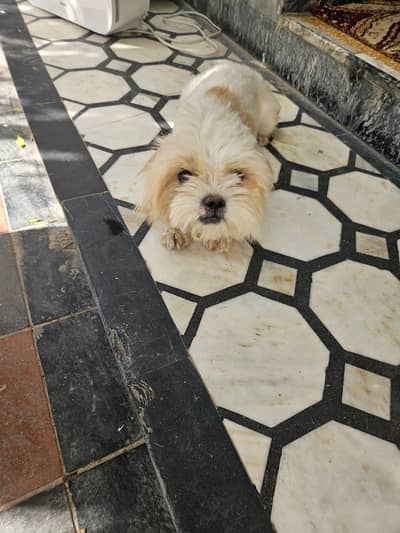 Shih Tzu