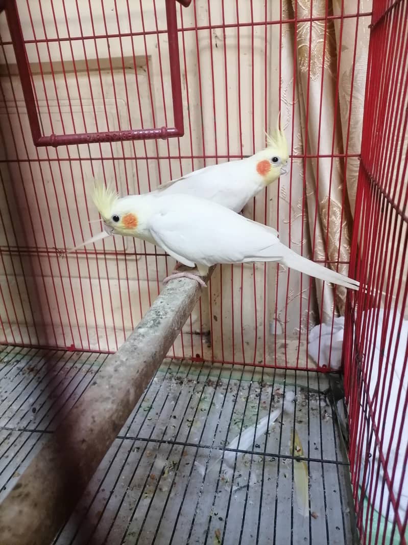 cocktail pair 0