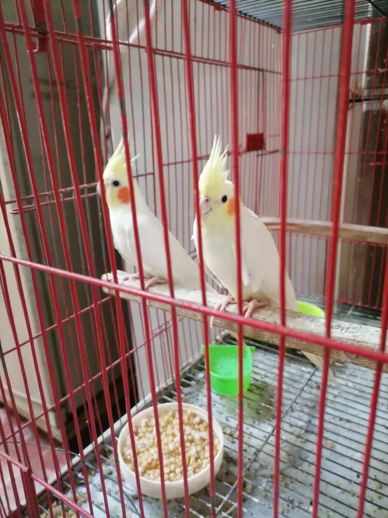 cocktail pair 1