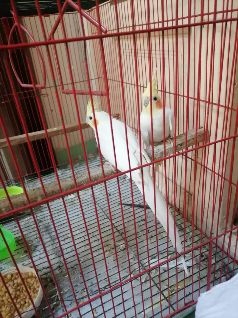cocktail pair 2