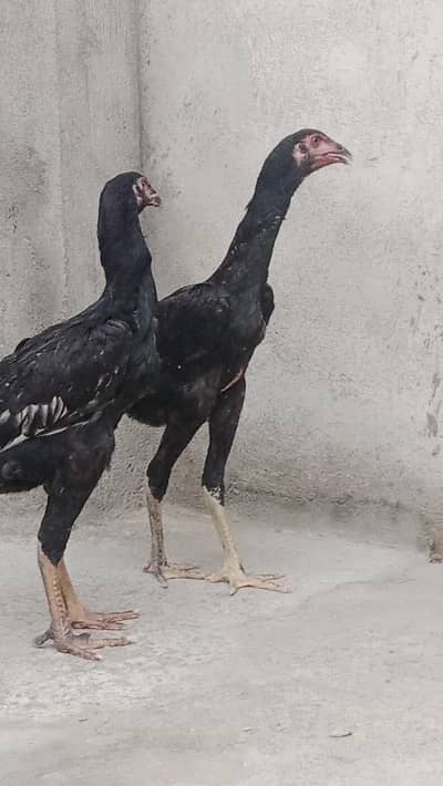shamo pair