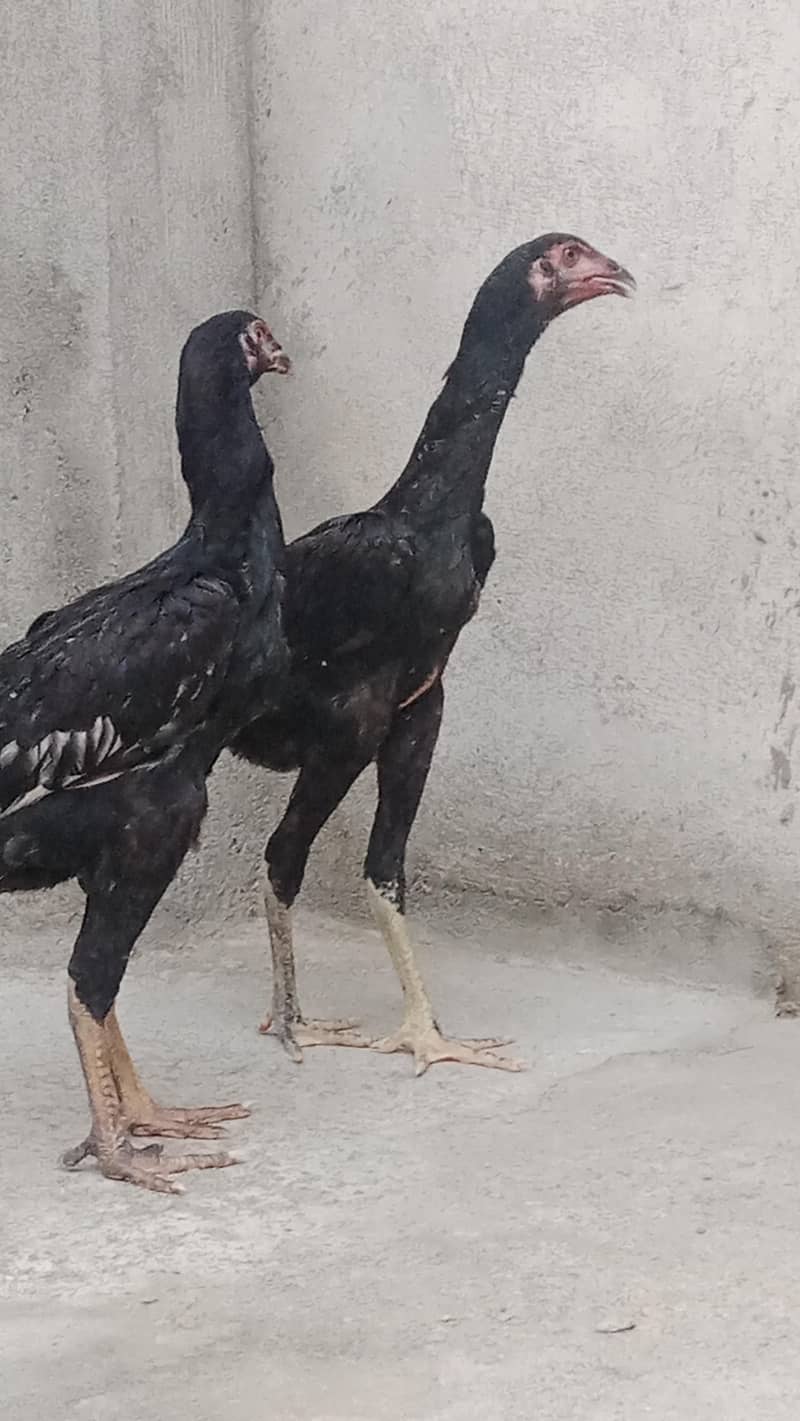 shamo pair 0
