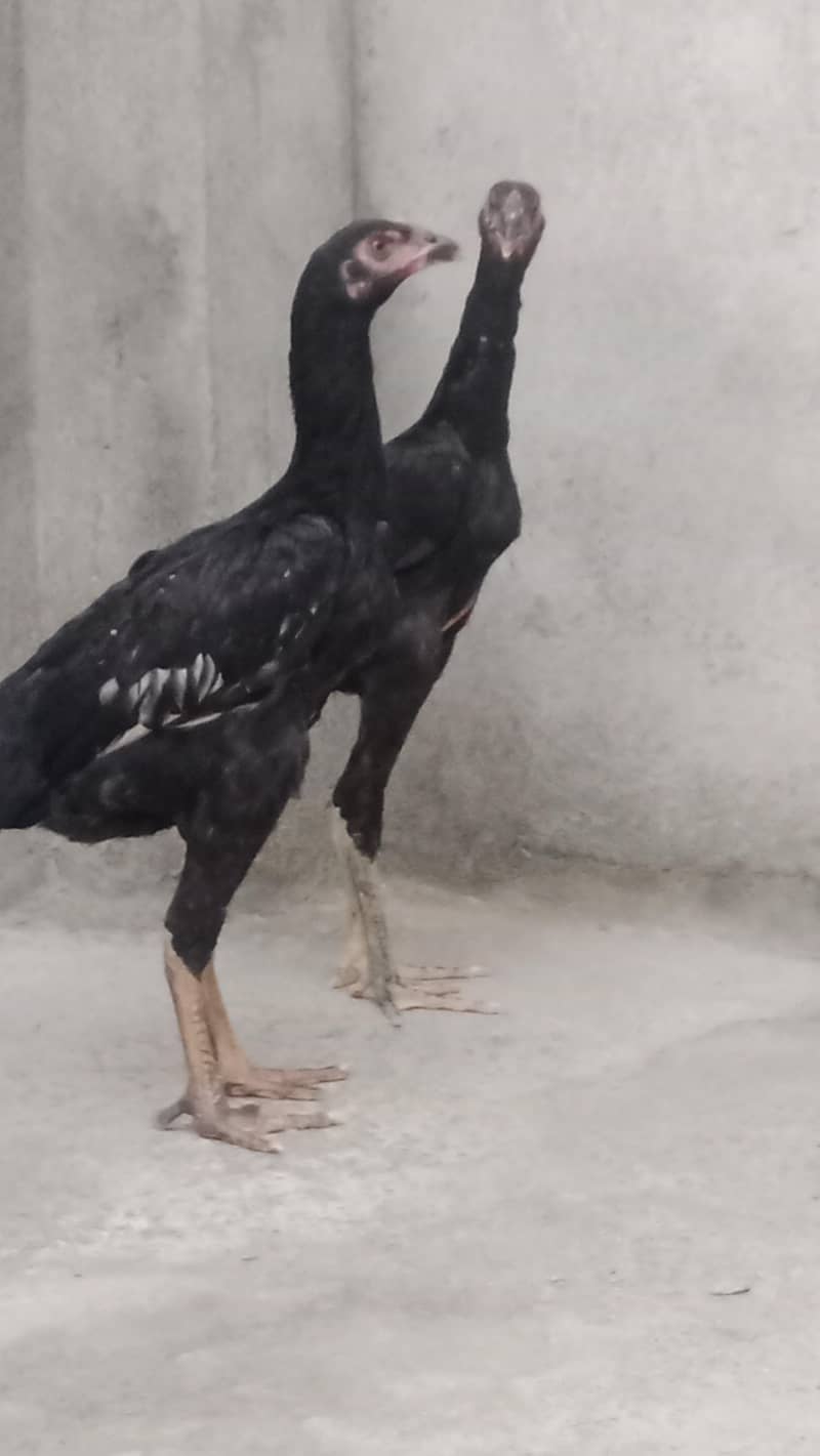 shamo pair 2