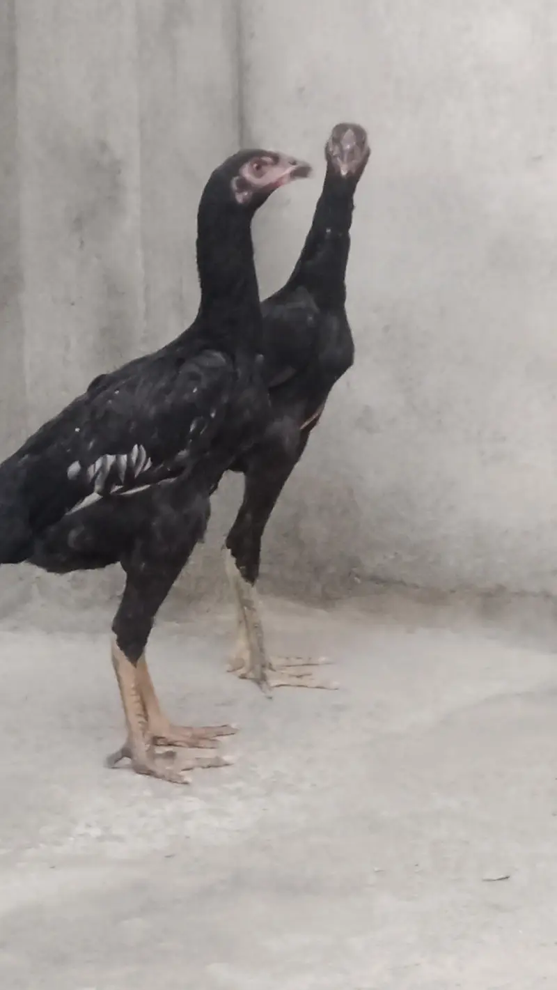 shamo pair — photo 3