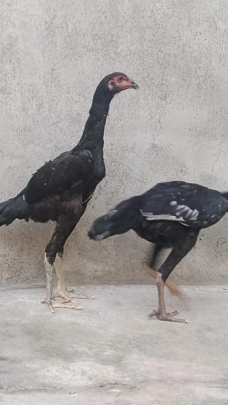 shamo pair — photo 5