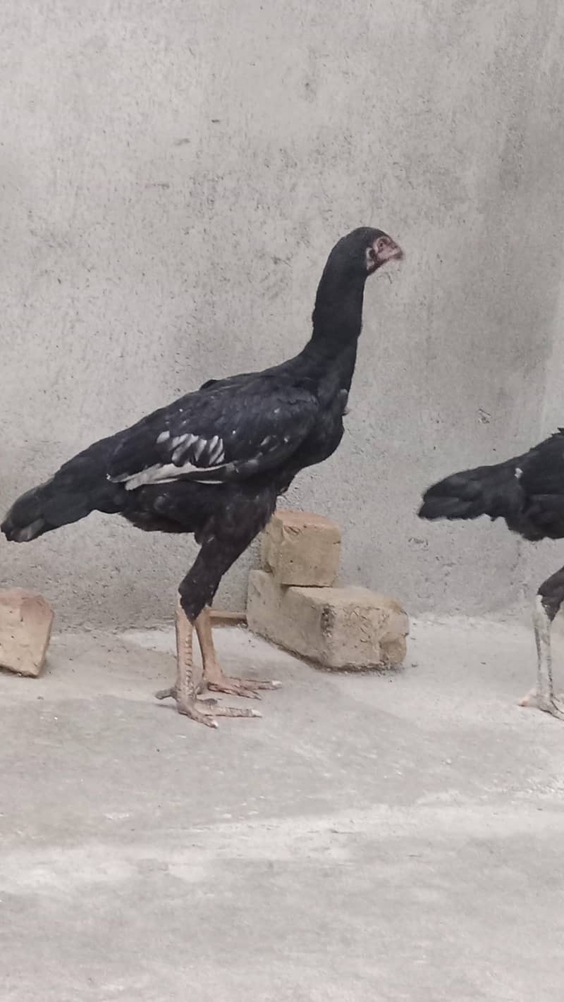 shamo pair 5